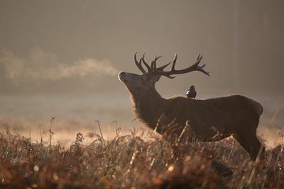 https://imgc.allpostersimages.com/img/posters/a-large-red-stag-with-a-jackdaw-in-the-early-morning-mists-of-richmond-park_u-L-POLB990.jpg?artPerspective=n