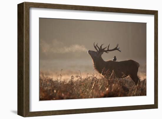 A Large Red Stag with a Jackdaw in the Early Morning Mists of Richmond Park-Alex Saberi-Framed Photographic Print