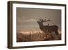 A Large Red Stag with a Jackdaw in the Early Morning Mists of Richmond Park-Alex Saberi-Framed Photographic Print