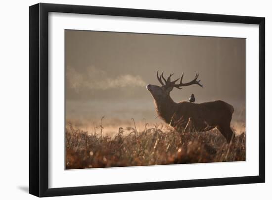 A Large Red Stag with a Jackdaw in the Early Morning Mists of Richmond Park-Alex Saberi-Framed Photographic Print