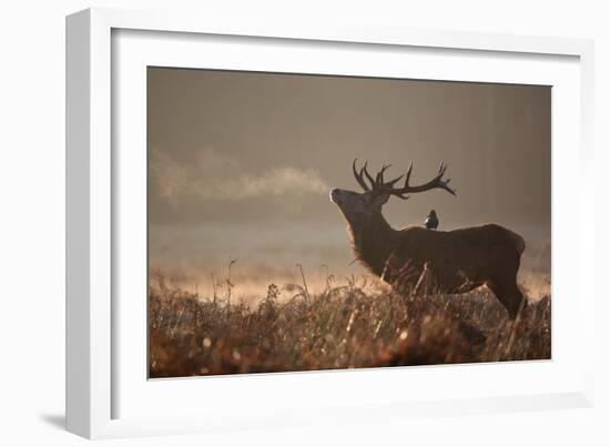 A Large Red Stag with a Jackdaw in the Early Morning Mists of Richmond Park-Alex Saberi-Framed Photographic Print