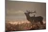 A Large Red Stag with a Jackdaw in the Early Morning Mists of Richmond Park-Alex Saberi-Mounted Photographic Print