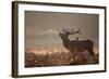 A Large Red Stag with a Jackdaw in the Early Morning Mists of Richmond Park-Alex Saberi-Framed Photographic Print