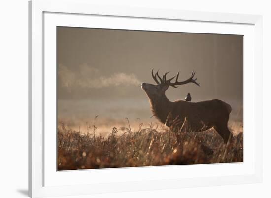 A Large Red Stag with a Jackdaw in the Early Morning Mists of Richmond Park-Alex Saberi-Framed Photographic Print