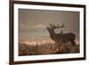 A Large Red Stag with a Jackdaw in the Early Morning Mists of Richmond Park-Alex Saberi-Framed Photographic Print