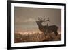 A Large Red Stag with a Jackdaw in the Early Morning Mists of Richmond Park-Alex Saberi-Framed Photographic Print