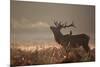 A Large Red Stag with a Jackdaw in the Early Morning Mists of Richmond Park-Alex Saberi-Mounted Photographic Print