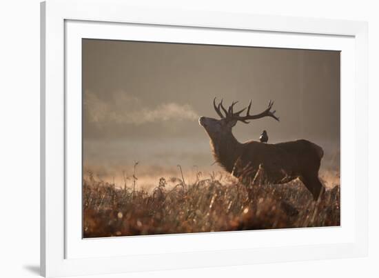 A Large Red Stag with a Jackdaw in the Early Morning Mists of Richmond Park-Alex Saberi-Framed Photographic Print