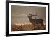 A Large Red Stag with a Jackdaw in the Early Morning Mists of Richmond Park-Alex Saberi-Framed Photographic Print