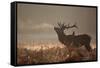 A Large Red Stag with a Jackdaw in the Early Morning Mists of Richmond Park-Alex Saberi-Framed Stretched Canvas