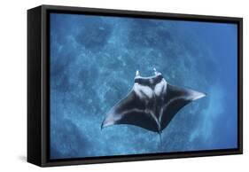 A Large Reef Manta Ray Swims Through Clear Water in Raja Ampat-Stocktrek Images-Framed Stretched Canvas