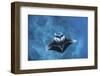 A Large Reef Manta Ray Swims Through Clear Water in Raja Ampat-Stocktrek Images-Framed Premium Photographic Print