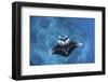 A Large Reef Manta Ray Swims Through Clear Water in Raja Ampat-Stocktrek Images-Framed Premium Photographic Print