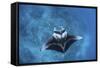 A Large Reef Manta Ray Swims Through Clear Water in Raja Ampat-Stocktrek Images-Framed Stretched Canvas