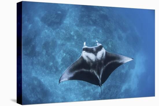 A Large Reef Manta Ray Swims Through Clear Water in Raja Ampat-Stocktrek Images-Stretched Canvas