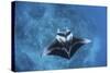 A Large Reef Manta Ray Swims Through Clear Water in Raja Ampat-Stocktrek Images-Stretched Canvas