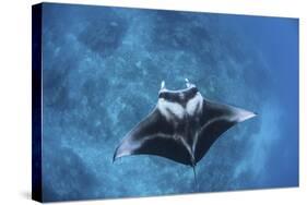 A Large Reef Manta Ray Swims Through Clear Water in Raja Ampat-Stocktrek Images-Stretched Canvas