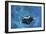 A Large Reef Manta Ray Swims Through Clear Water in Raja Ampat-Stocktrek Images-Framed Photographic Print