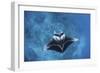 A Large Reef Manta Ray Swims Through Clear Water in Raja Ampat-Stocktrek Images-Framed Photographic Print