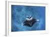 A Large Reef Manta Ray Swims Through Clear Water in Raja Ampat-Stocktrek Images-Framed Photographic Print