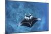 A Large Reef Manta Ray Swims Through Clear Water in Raja Ampat-Stocktrek Images-Mounted Photographic Print