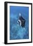 A Large Reef Manta Ray Swims Through Clear Water in Raja Ampat-Stocktrek Images-Framed Photographic Print