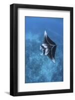 A Large Reef Manta Ray Swims Through Clear Water in Raja Ampat-Stocktrek Images-Framed Photographic Print