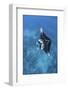 A Large Reef Manta Ray Swims Through Clear Water in Raja Ampat-Stocktrek Images-Framed Photographic Print