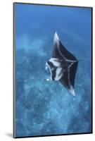 A Large Reef Manta Ray Swims Through Clear Water in Raja Ampat-Stocktrek Images-Mounted Photographic Print
