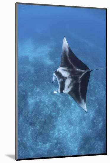 A Large Reef Manta Ray Swims Through Clear Water in Raja Ampat-Stocktrek Images-Mounted Photographic Print