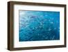 A Large School of Bigeye Trevally (Caranx Sexfasciatus) in Deep Water Near Cabo Pulmo-Michael Nolan-Framed Photographic Print