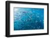 A Large School of Bigeye Trevally (Caranx Sexfasciatus) in Deep Water Near Cabo Pulmo-Michael Nolan-Framed Photographic Print