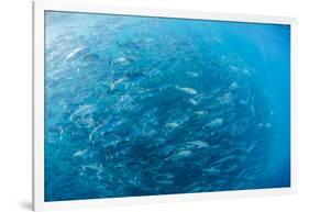 A Large School of Bigeye Trevally (Caranx Sexfasciatus) in Deep Water Near Cabo Pulmo-Michael Nolan-Framed Photographic Print