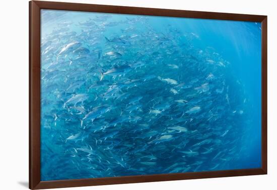 A Large School of Bigeye Trevally (Caranx Sexfasciatus) in Deep Water Near Cabo Pulmo-Michael Nolan-Framed Photographic Print