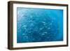 A Large School of Bigeye Trevally (Caranx Sexfasciatus) in Deep Water Near Cabo Pulmo-Michael Nolan-Framed Photographic Print