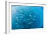 A Large School of Bigeye Trevally (Caranx Sexfasciatus) in Deep Water Near Cabo Pulmo-Michael Nolan-Framed Photographic Print