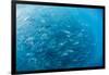 A Large School of Bigeye Trevally (Caranx Sexfasciatus) in Deep Water Near Cabo Pulmo-Michael Nolan-Framed Premium Photographic Print