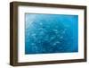 A Large School of Bigeye Trevally (Caranx Sexfasciatus) in Deep Water Near Cabo Pulmo-Michael Nolan-Framed Photographic Print