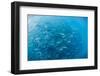 A Large School of Bigeye Trevally (Caranx Sexfasciatus) in Deep Water Near Cabo Pulmo-Michael Nolan-Framed Photographic Print