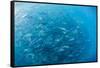 A Large School of Bigeye Trevally (Caranx Sexfasciatus) in Deep Water Near Cabo Pulmo-Michael Nolan-Framed Stretched Canvas