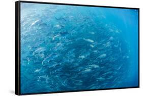 A Large School of Bigeye Trevally (Caranx Sexfasciatus) in Deep Water Near Cabo Pulmo-Michael Nolan-Framed Stretched Canvas