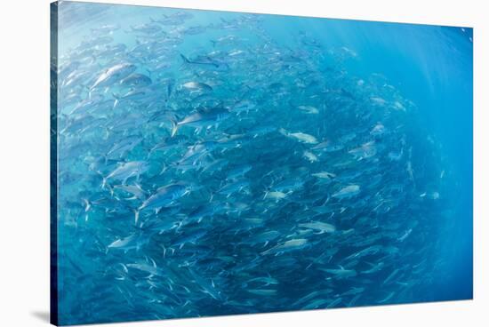 A Large School of Bigeye Trevally (Caranx Sexfasciatus) in Deep Water Near Cabo Pulmo-Michael Nolan-Stretched Canvas