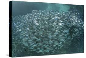 A Large School of Scad in the Solomon Islands-Stocktrek Images-Stretched Canvas