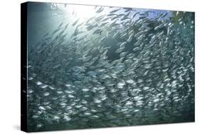 A Large School of Scad in the Solomon Islands-Stocktrek Images-Stretched Canvas