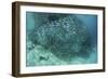 A Large School of Scad in the Solomon Islands-Stocktrek Images-Framed Photographic Print