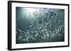 A Large School of Scad in the Solomon Islands-Stocktrek Images-Framed Photographic Print