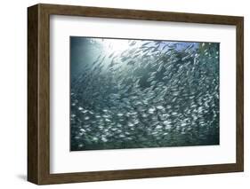 A Large School of Scad in the Solomon Islands-Stocktrek Images-Framed Photographic Print
