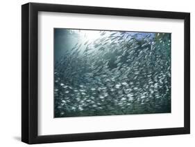 A Large School of Scad in the Solomon Islands-Stocktrek Images-Framed Photographic Print