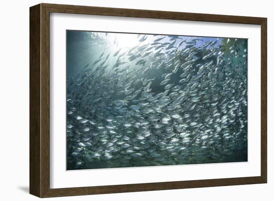 A Large School of Scad in the Solomon Islands-Stocktrek Images-Framed Photographic Print