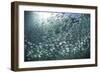 A Large School of Scad in the Solomon Islands-Stocktrek Images-Framed Photographic Print